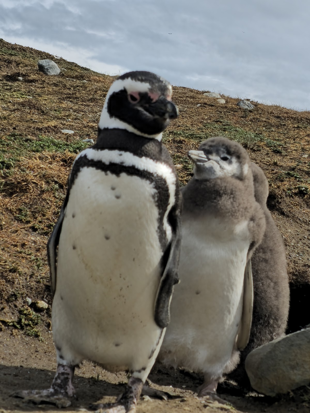 Los Pingüinos Natural Monument