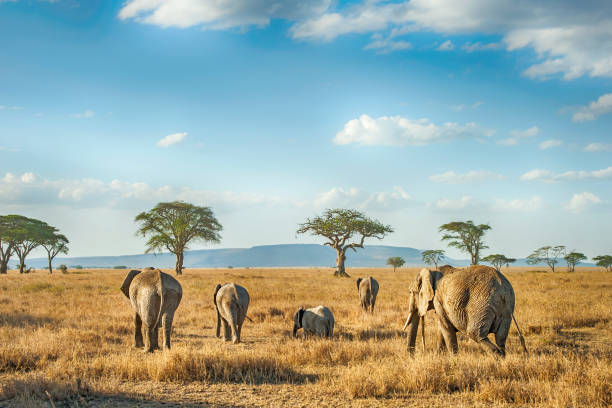 Afternoon game drive, Serengeti National Park