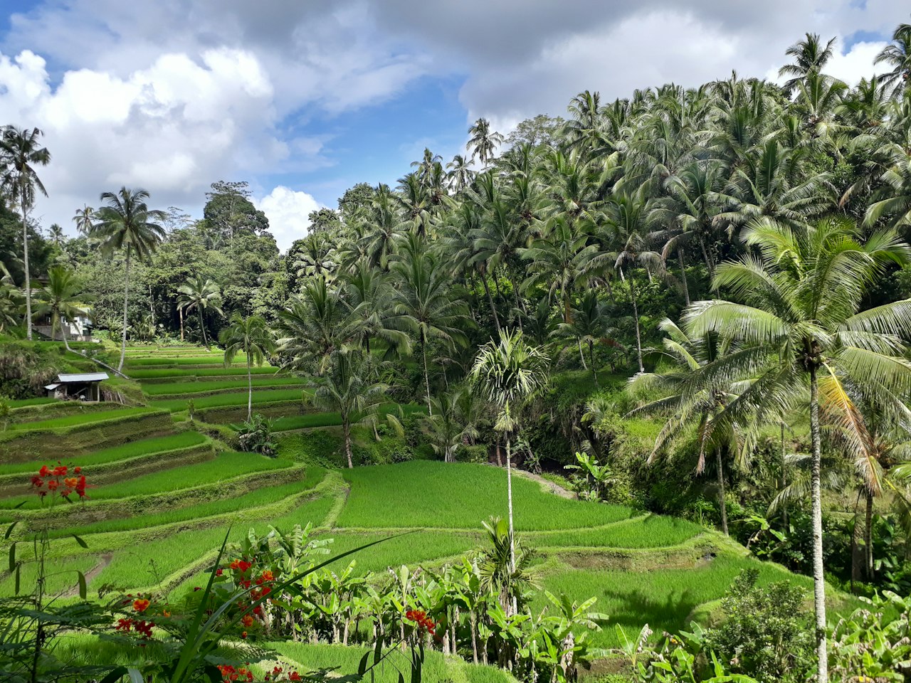 Tegalalang Rice Terrace